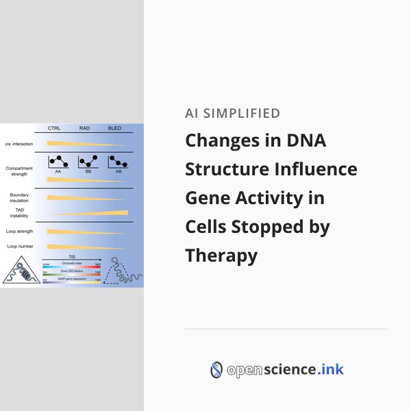 Changes in DNA Structure Influence Gene Activity in Cells Stopped by ...