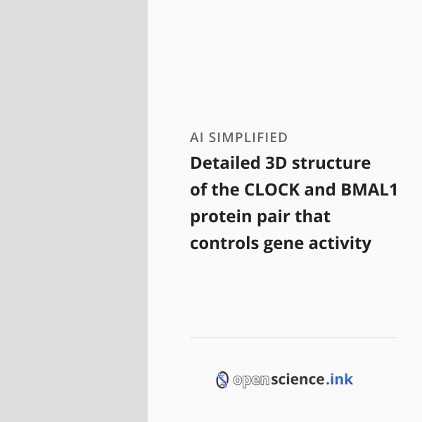 Detailed 3D structure of the CLOCK and BMAL1 protein pair that controls ...