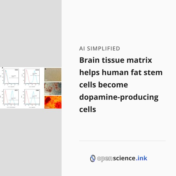 Brain tissue matrix helps human fat stem cells become dopamine ...