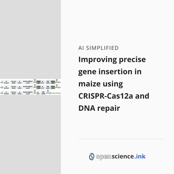 Improving precise gene insertion in maize using CRISPR-Cas12a and DNA ...