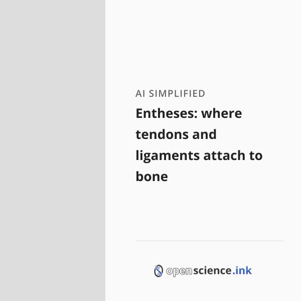 Entheses: where tendons and ligaments attach to bone | studies, simplified