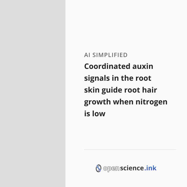 Skin Root Coordinated auxin signals in the root skin guide root hair growth when ...