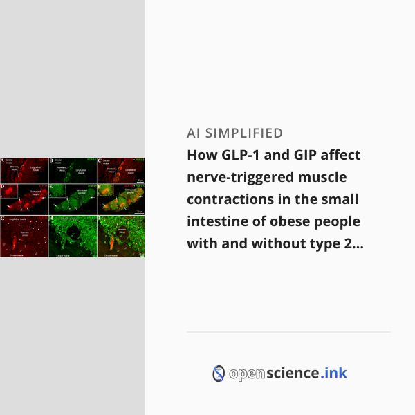 How GLP-1 and GIP affect nerve-triggered muscle contractions in the ...