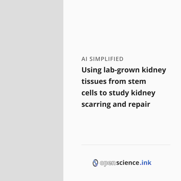 Using lab-grown kidney tissues from stem cells to study kidney scarring ...