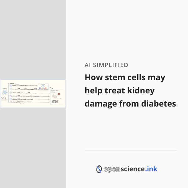 How stem cells may help treat kidney damage from diabetes | studies ...