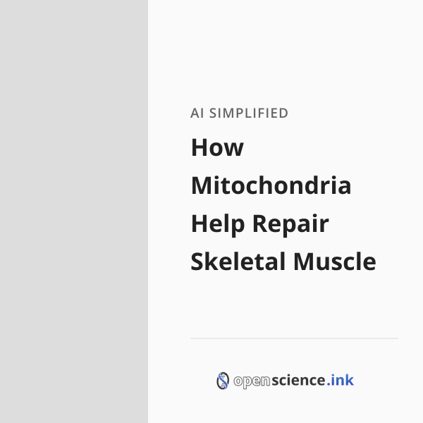 How Mitochondria Help Repair Skeletal Muscle | studies, simplified