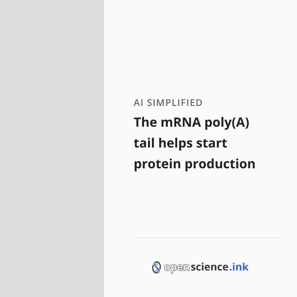 The mRNA poly(A) tail helps start protein production | studies, simplified