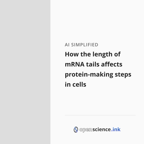 How the length of mRNA tails affects protein-making steps in cells ...