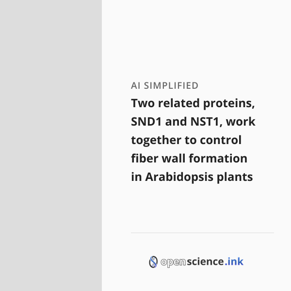 Two related proteins, SND1 and NST1, work together to control fiber ...