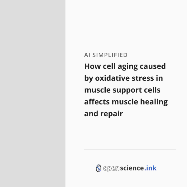 How cell aging caused by oxidative stress in muscle support cells ...