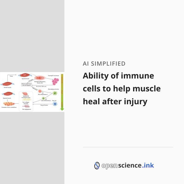 Ability of immune cells to help muscle heal after injury | studies ...