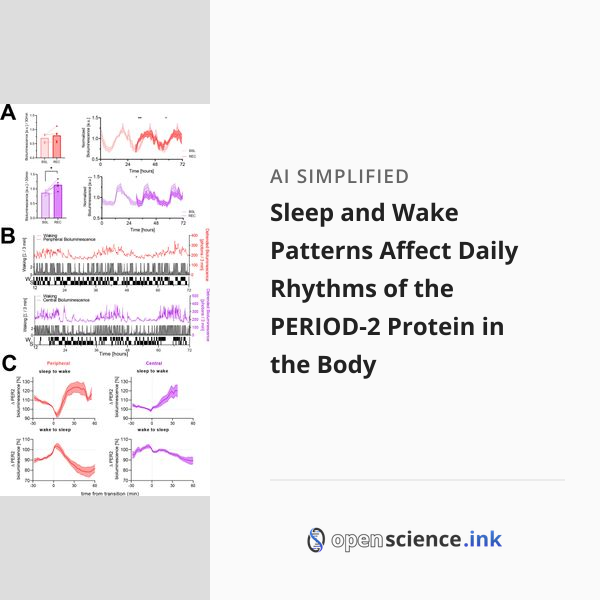 Sleep and Wake Patterns Affect Daily Rhythms of the PERIOD-2 Protein in ...