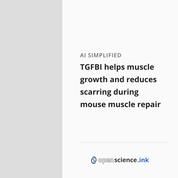 TGFBI helps muscle growth and reduces scarring during mouse muscle ...