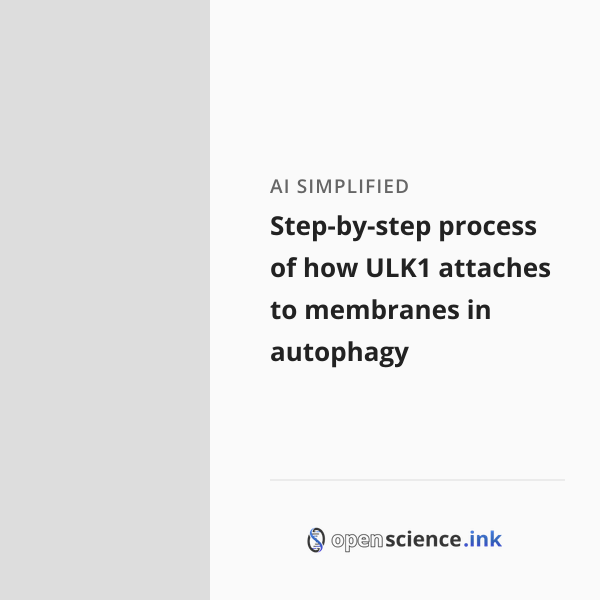 Step-by-step process of how ULK1 attaches to membranes in autophagy ...