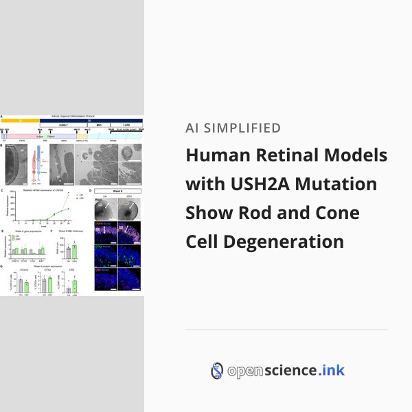 Human Retinal Models with USH2A Mutation Show Rod and Cone Cell ...